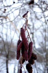 Alder in winter, alnus serrulata