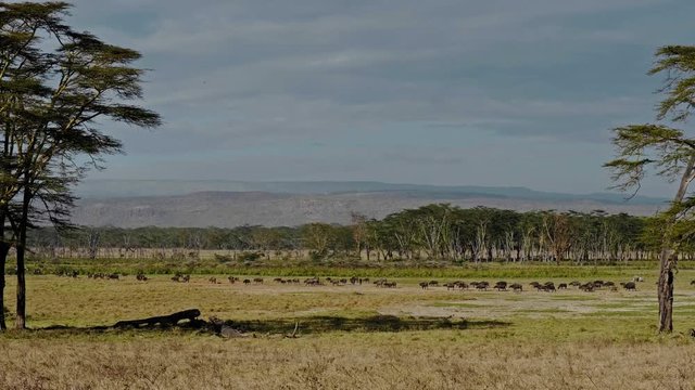 Migration of an African buffalos in Masai Mara park, Kenya