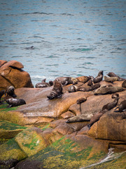 Sea wolves on the rocks in Cabo Polonio, coast of Uruguay