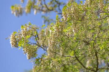 Fototapeta na wymiar Tree with green leaves and blue sky as background. 