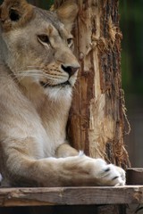 Peace of a lion, Felsolajos Zoo
