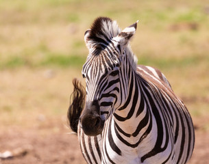 Fototapeta na wymiar zebra foal portrait