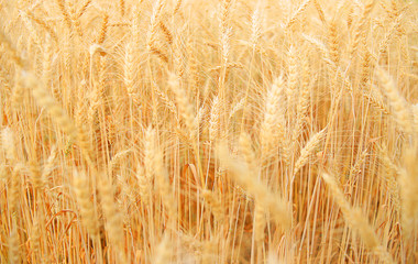 Fototapeta premium Rice fields in beautiful rice fields.