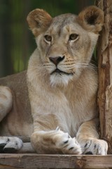 Obraz na płótnie Canvas Elegance of a lion, Felsolajos Zoo