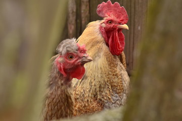 rooster and hen on farm