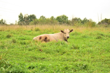 cow lies on a meadow