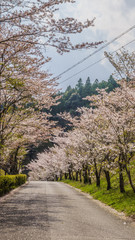 春の大多喜県民の森の周辺の道路の風景