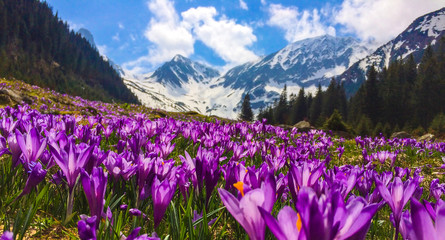 Field with flowers in mountain valley. Natural summer landscape, Colorful spring landscape in Carpathian mountains with fields of blooming crocuses. Marvelous outdoors sunrise in the mountain valley
