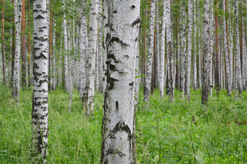 Birch grove in the forest