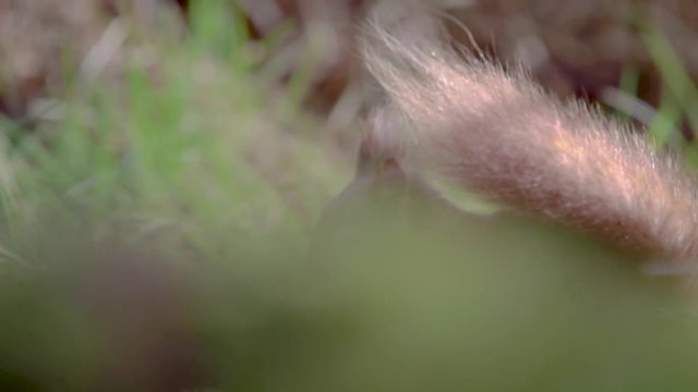 Red squirrel, Sciurus vulgaris, pan, movement of up and over while refocusing as the squirrel feeds on a nut in a pine forest, Scotland, during winter.