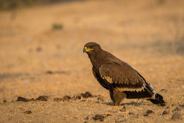 Steppe eagle (Aquila nipalensis) portrait at jorbeer, bikaner, India	