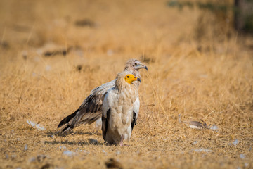 Fight between Egyptian Vultures with wings open at Jorbeer conservation Reserve at bikaner, India	