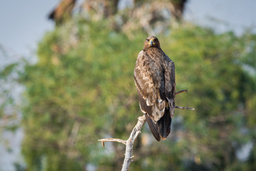 Steppe eagle (Aquila nipalensis) portrait at jorbeer, bikaner, India	