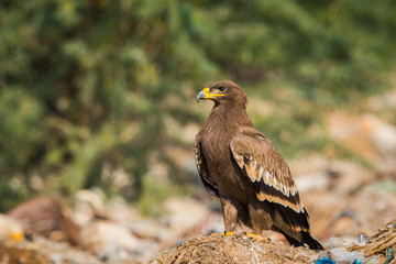 Steppe eagle (Aquila nipalensis) portrait at jorbeer, bikaner, India	