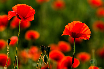 Obraz premium Summer sweetness