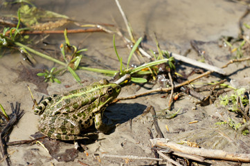 A green frog sits on the bank of the river waiting for the midges.