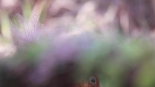 Red squirrel, Sciurus vulgaris, pan, movement of up and over while refocusing as the squirrel feeds on a nut in a pine forest, Scotland, during winter.