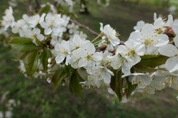 Branch of cherry tree covered with white blossom