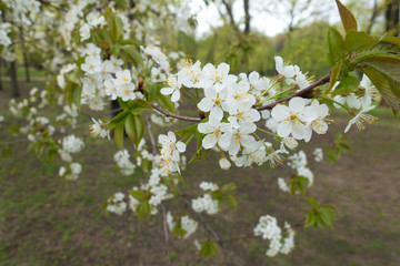 Five petaled white flowers of cherry in spring