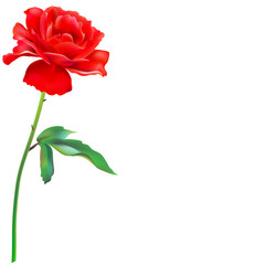 red roses, flowers, isolated on a white