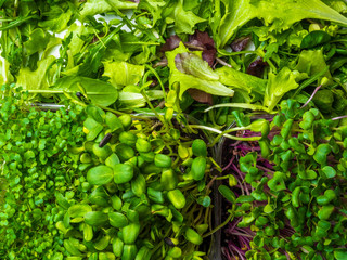 close up green greenery background, lettuce, spinach, microsprouts