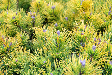Karstens Wintergold mountain pine, greenhouse or flowerbed, plant background from conifers.