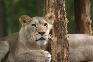 Fototapeta na wymiar A lioness is watching, Felsolajos Zoo