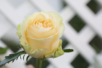 beautiful yellow rose on littice partition