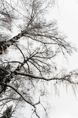 Branches of birch trees covered with snow against the sky.
