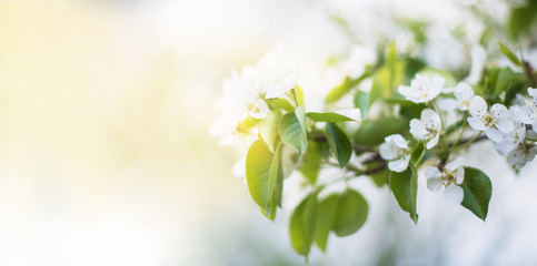 Banner. Flowering fruit tree with white flowers: Apple, pear in the garden in the early Sunny morning. Elongated photo.