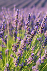 Fototapeta premium lavender