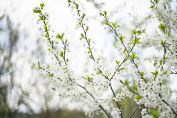 Cherry blossoms white flowers on a farmer's plantation. Horizontal photography