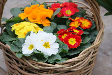 Colored flowers