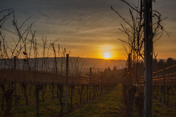 Weinberg/Weinreben im Sonnenuntergang