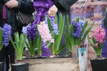 Violet and pink hyacinths