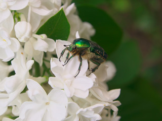 metallic green scarab beetle sitting on white lilac flower in blossom close up