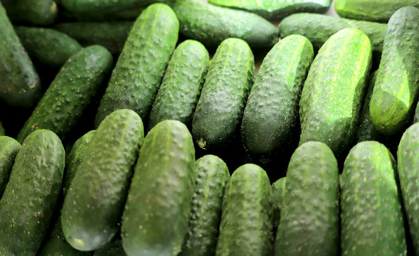 A group of fresh green cucumbers stacked in rows. Cropped shot, horizontal, close-up. Concept of agriculture and proper nutrition.