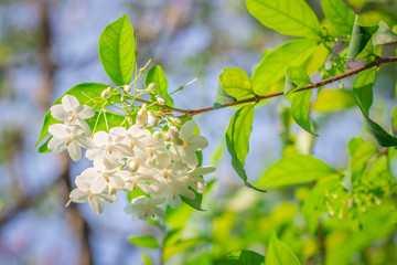 Fresh pure white color of Wild water plum flowers (Wrightia Religiosa Benth) are fragrant and blooming on tree in the flower garden