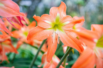 beautiful Hippeastrum