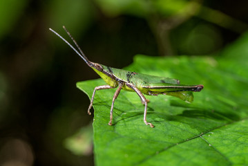 Closeup of Green grasshopper on a leaf.