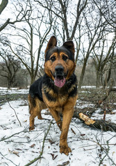 Playful German Shepherd on a walk in the spring forest