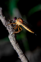 Close-Up of the beautiful Robber Fly with blurred background