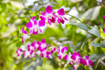 Beautiful pink purple orchid flower blossom with blurred background