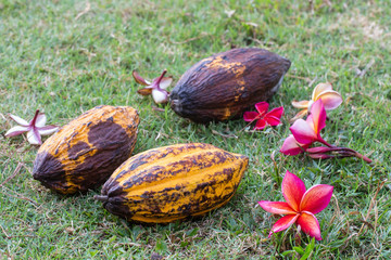 Cocoa Pod Fruits with red flowers on Green lawn background