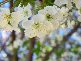 white Cherry flowers on branch tree at the springtime in sunny day