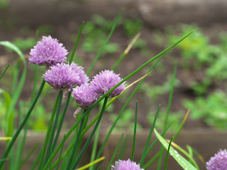 Chive onion purple violet flowers in a garden bed
