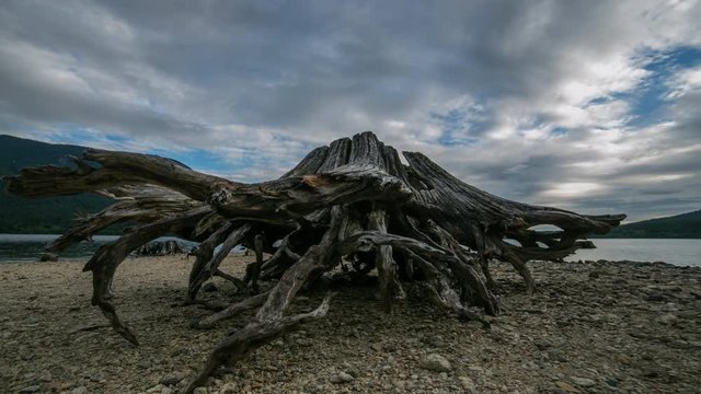 Timelapse of Giant Old Stump on a Beach with Active Clouds