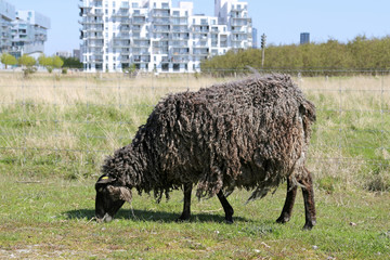 Karakul sheep on field. The outskirts of the city of Copenhagen, Denmark.