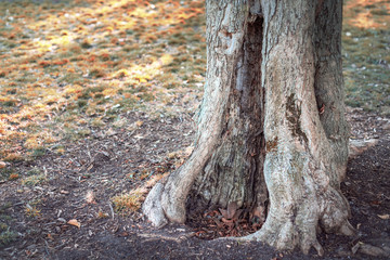 Hole in the trunk of a tree. Alice's tree in Wonderland