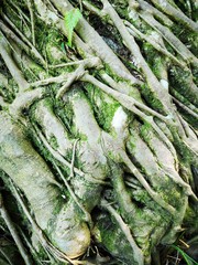 Big stone overgrown with tree roots in Singapore Bukit Batok Nature Park stock photo